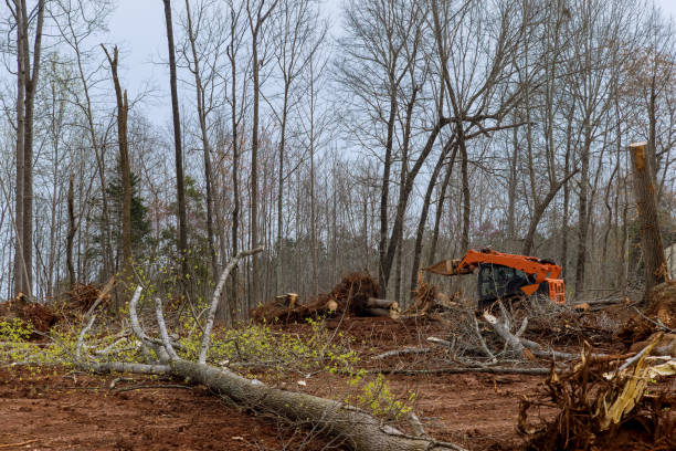 Best Leaf Removal  in Woody, WA