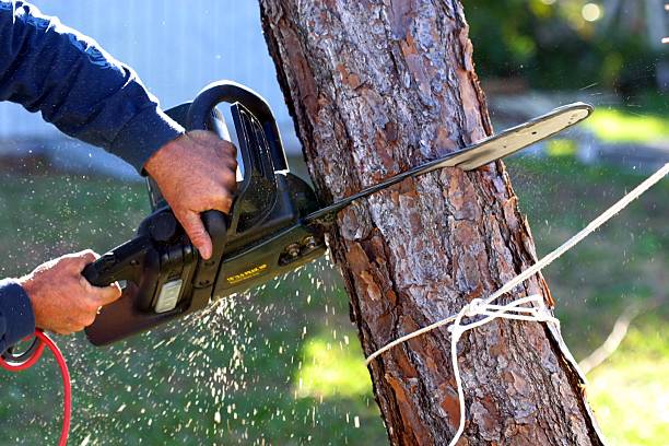 Best Tree Cabling and Bracing  in Woody, WA