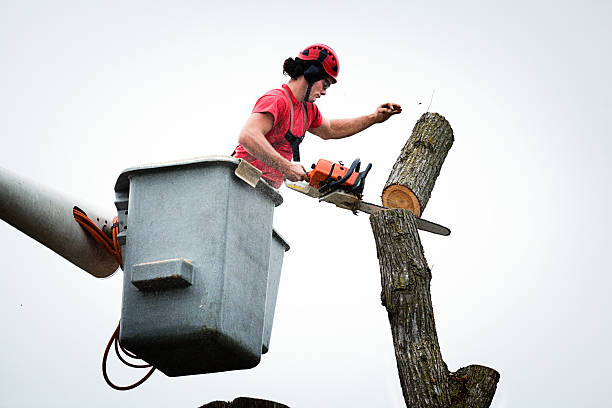 Best Hedge Trimming  in Woody, WA