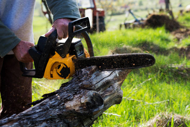 Best Tree Maintenance Programs  in Woody, WA